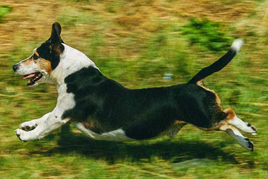 Pooches